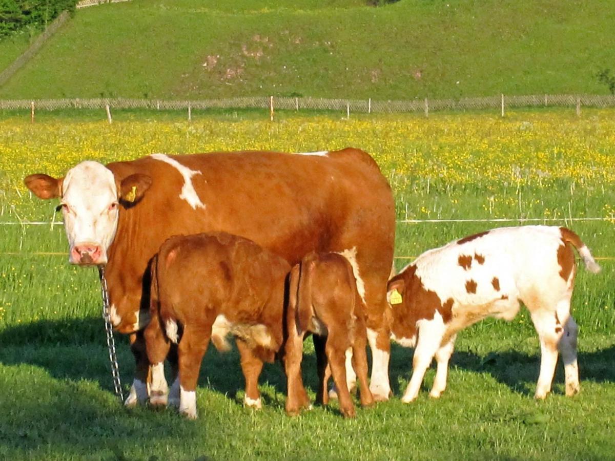 Hausernhof - Chiemgau Karte Inzell Zewnętrze zdjęcie